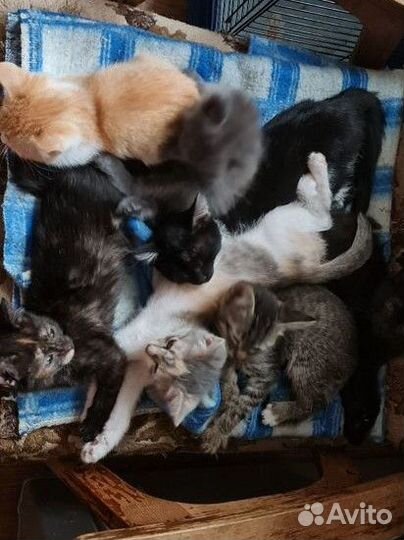 Котята 13 штук возраст от месяца до трёх