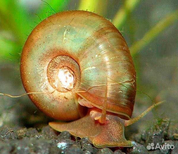 Улитки аквариумные