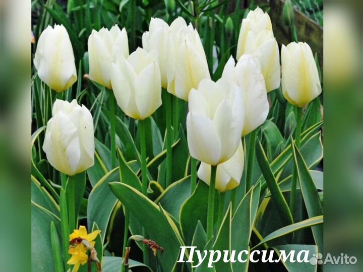 Тюльпаны срезка