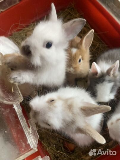 Кролики домашние
