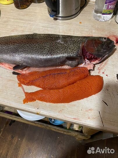 Форель непотрошёная на октябрь из Карелии