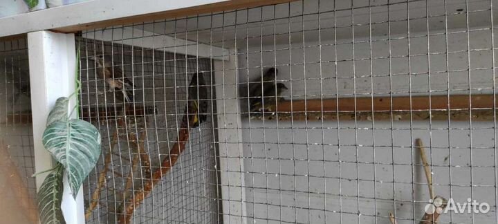 Лесные птицы