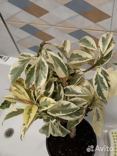 Фикус мелани вариегатный взрослый и черенок