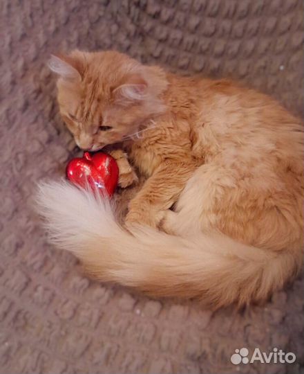 Бросили шикарного кота