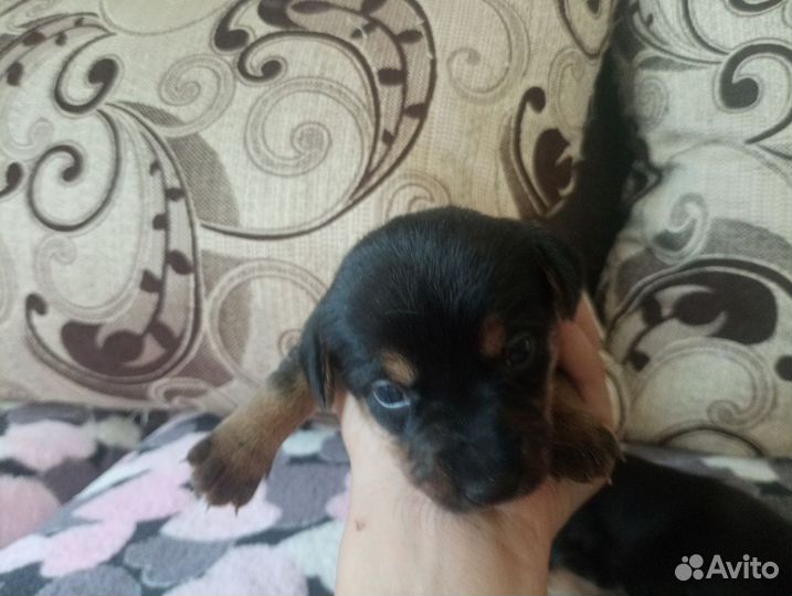 Той-терьер щенки