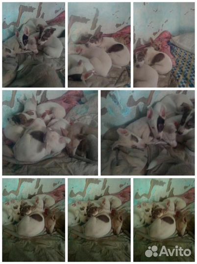 Щенки лайки