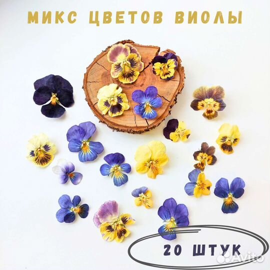 Сушеные цветы виолы, цветы для декора
