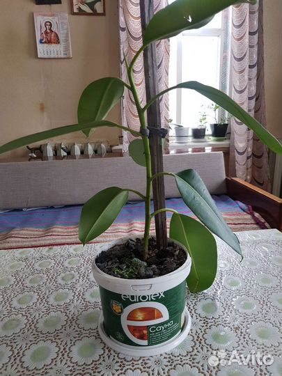 Фикус крупнолистный