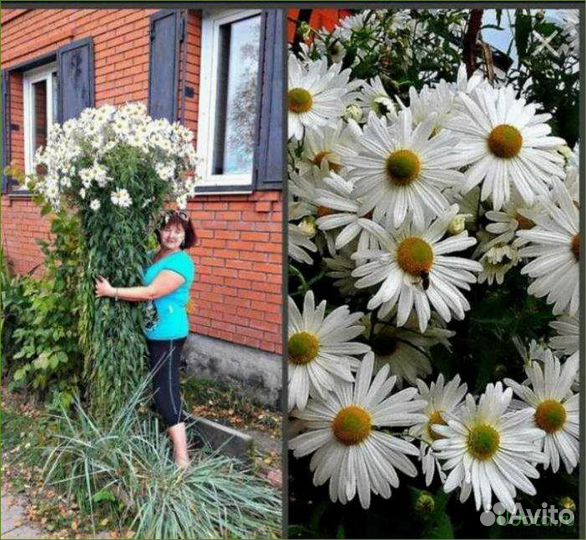 Левкантемелла (ромашка канадская)