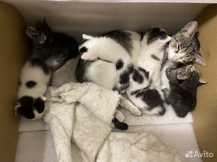 Котята бесплатно