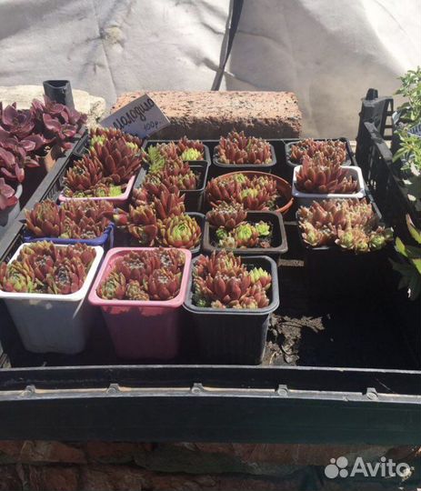 Продаю многолетние и однолетние растения