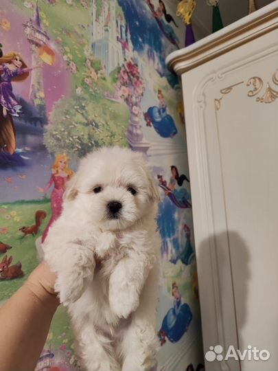 Красавчикт Мальтипу