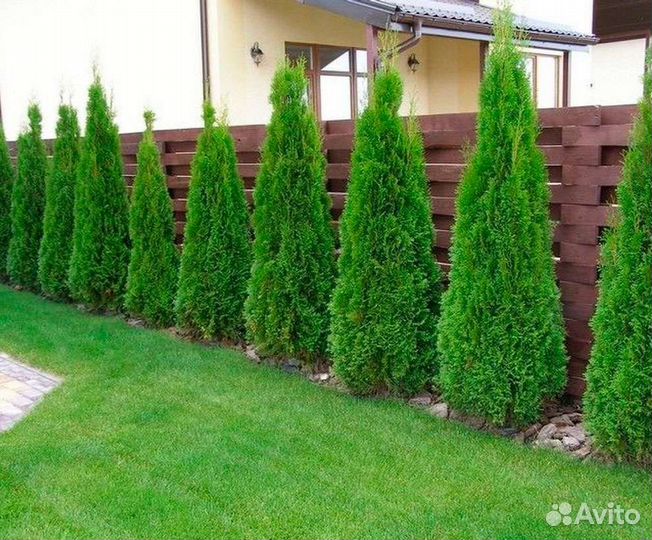 Туя западная Смарагд