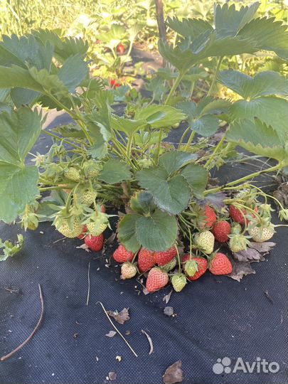 Рассада клубники