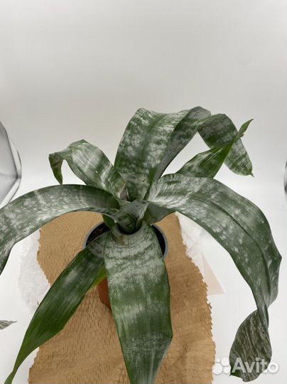 Эхмея Примера