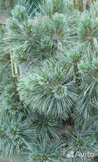 Сосна веймутова денса хилл