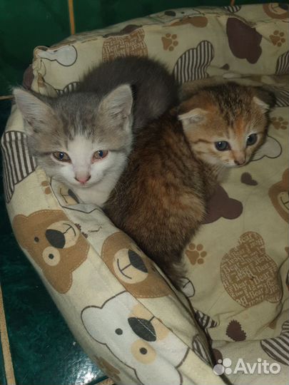 Котята в добрые руки бесплатно