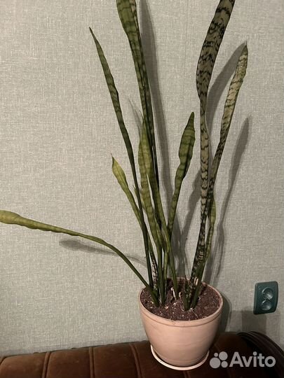 Комнатные растения