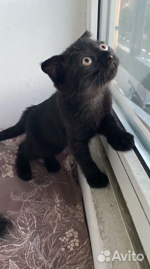 Котенок девочка