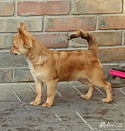 Чихуахуа бронь