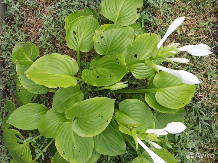Хоста растение