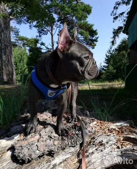 Французский бульдог голубой кабель вязка случка