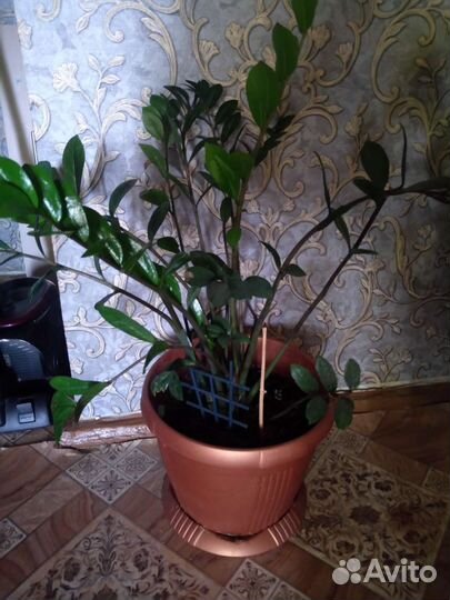 Замиокулькас