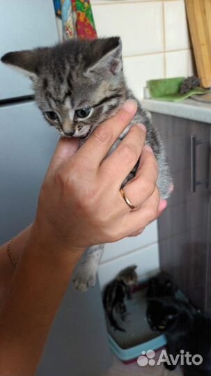 Отдам котят в добрые руки