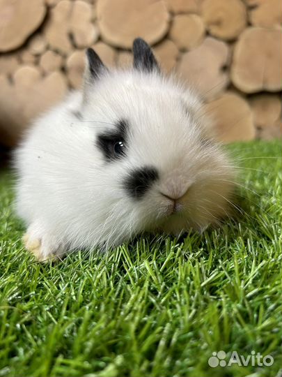 Самый большой выбор карликовых кроликов