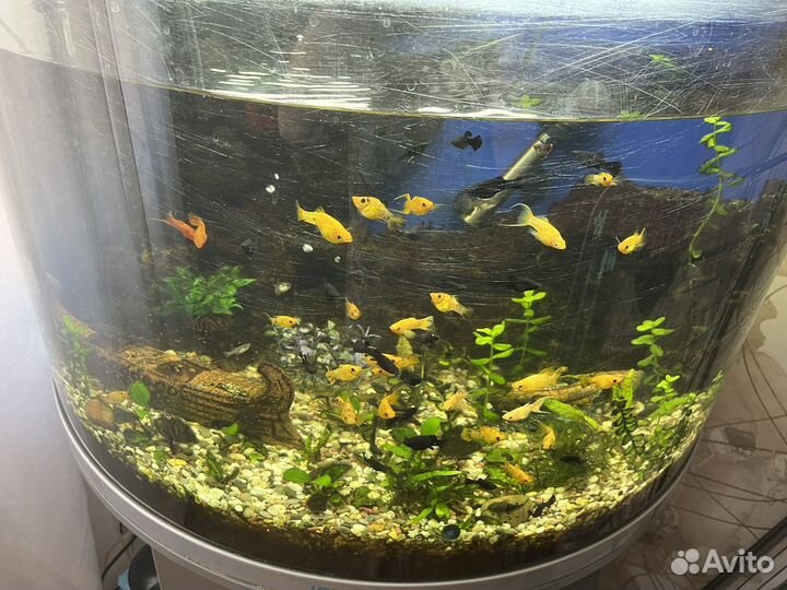 Аквариумные рыбки