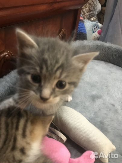 Котята красивые в добрые руки