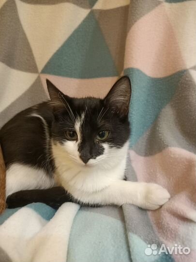 Котенок мальчик