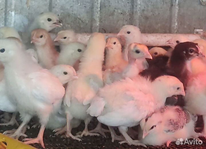 Цыплята от домашних кур несушек, 20 дней