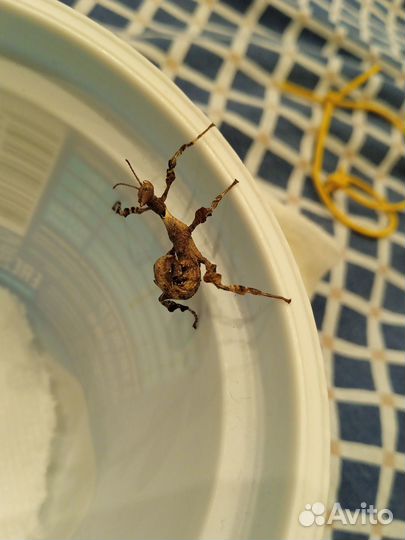 Яйца австралийского палочника