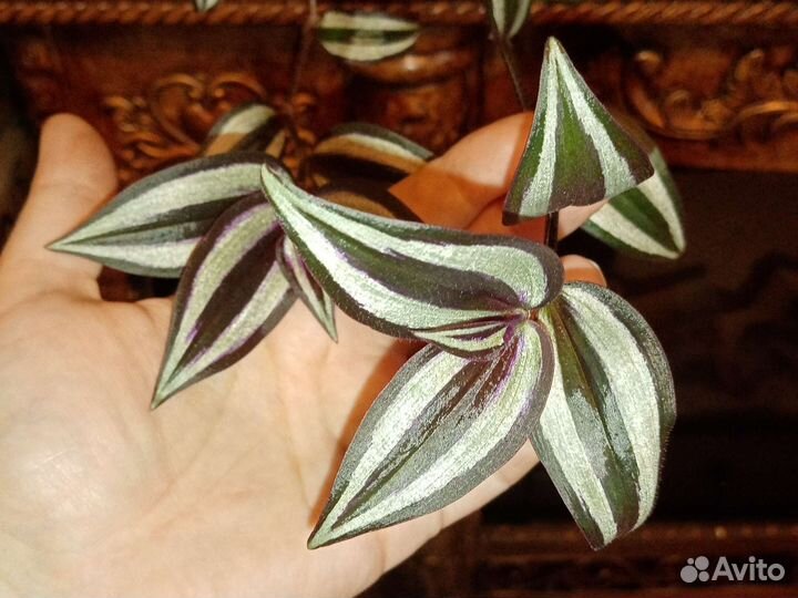 Традесканция зебрина отростки