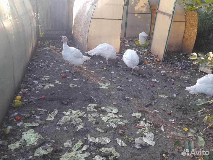 Индюки индюшки индейки