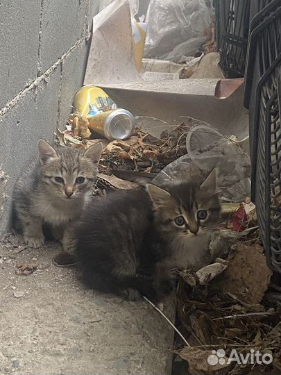 Кошка в дар