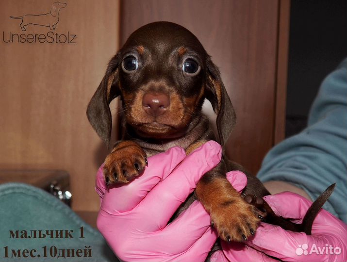 Щенок Таксы - шоколадная гладкошерстная Миниатюра