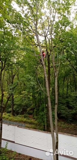 Удаление,обрезка деревьев.Расчистка участков