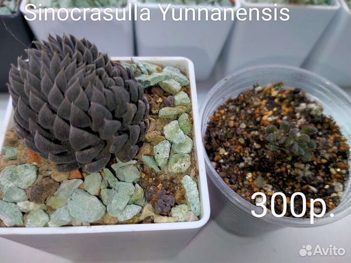 Суккуленты 1