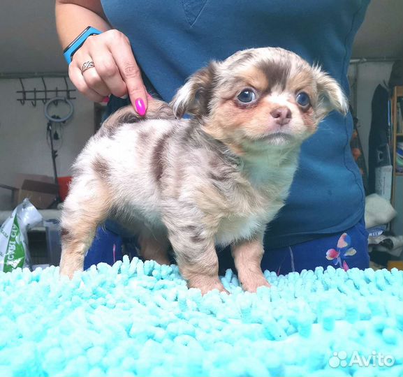 Чихуахуа д/ш шоко-мрамор с подпалом