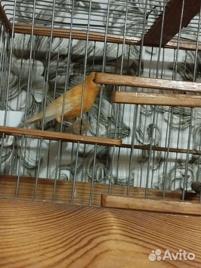 Попугай какарик с клеткой