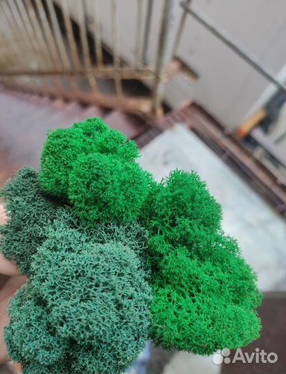 Мох стабилизированный. Картина