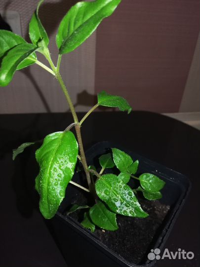 Комнатные цветы