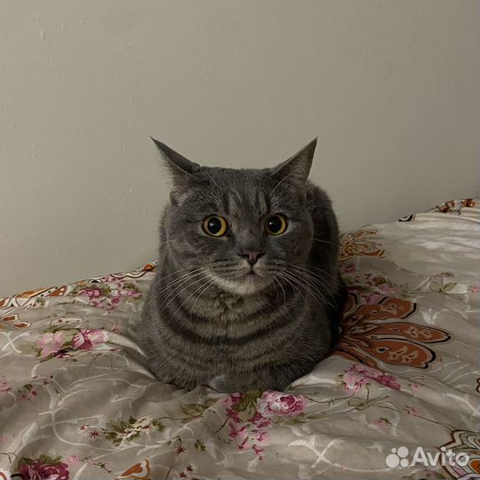 Кот Майот
