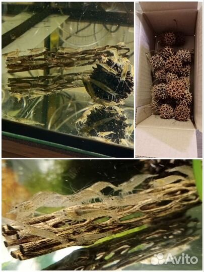 Креветки Амано, трубки Чолла, Стифодоны, бактерии