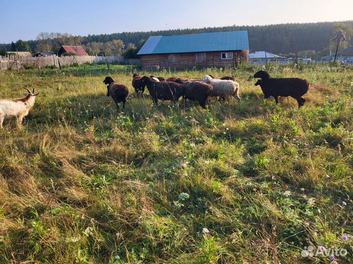 Курдючные бараны овцы Козы