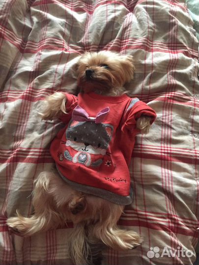 Вязка йоркширский терьер