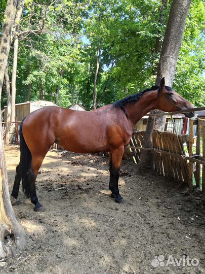 Жеребец, кобыла