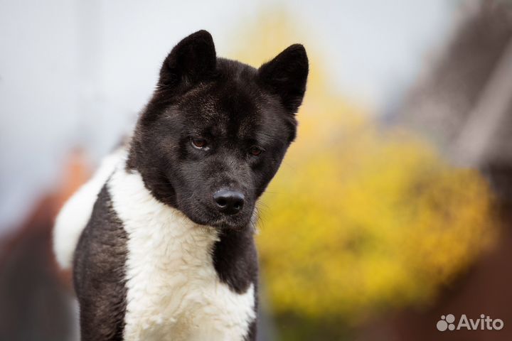 Щенки американской акиты